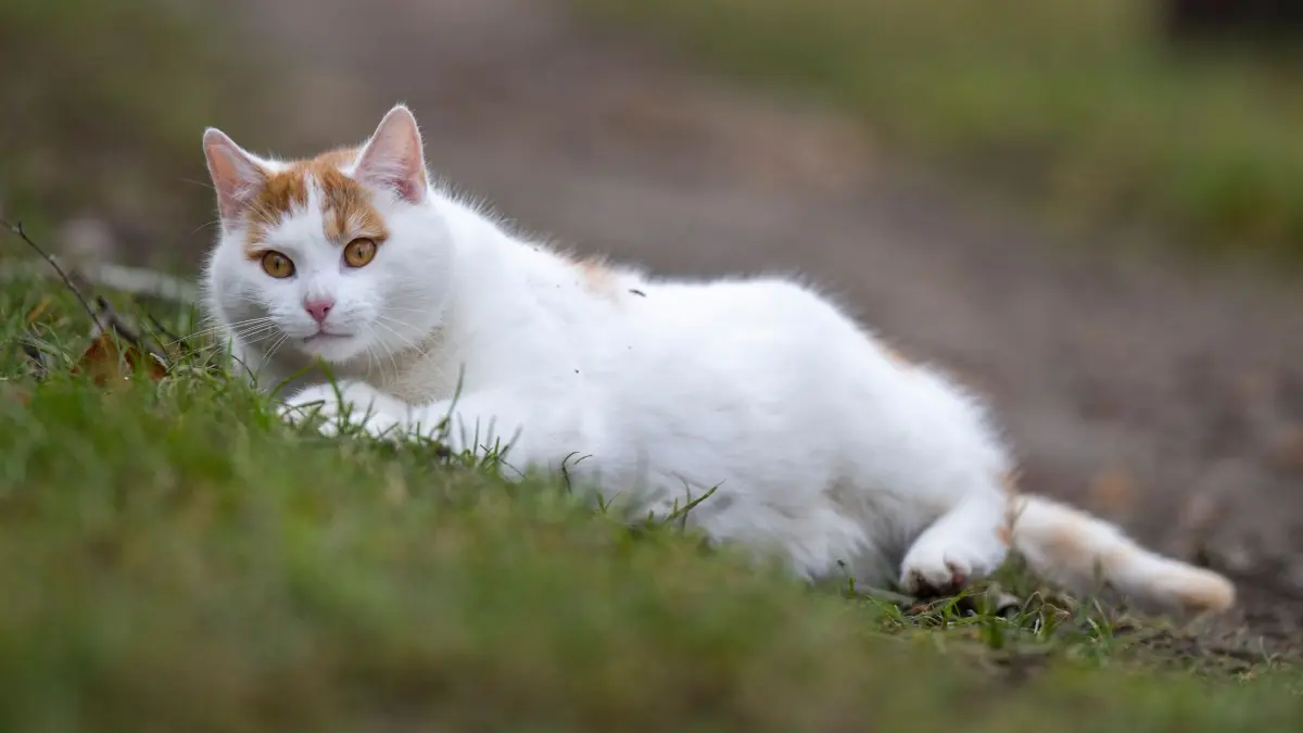 Katze auf Feldweg