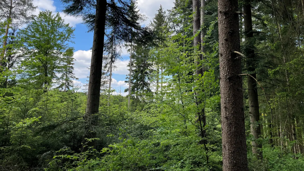 Wald Empfingen Forst Verjüngung