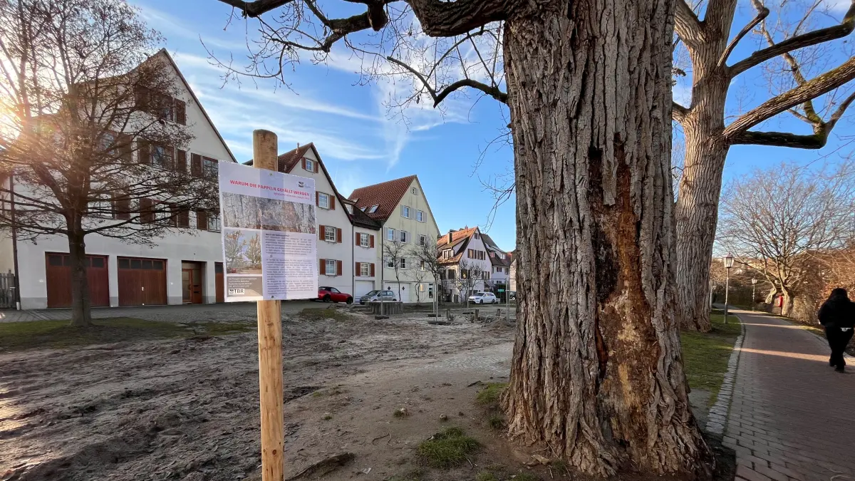 Marode Pappeln am Neckar in Rottenburg