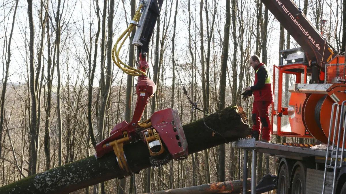 Baumfällarbeiten oberhalb der Roggenmühle, um den Wald zu verjüngen und zukunftsfähig zu machen - nochmals Seilkran in Aktion, diesmal vor allem dessen Greifer