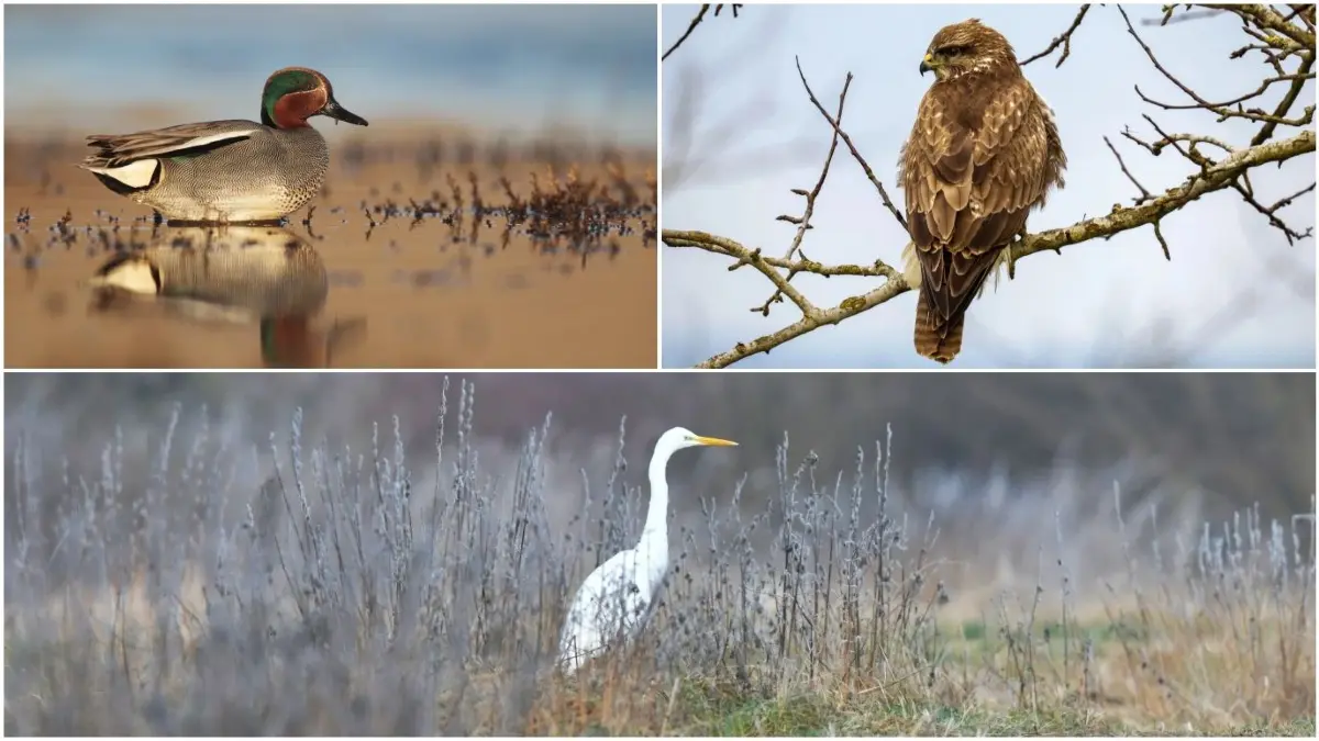 Wintervögel im Alb-Donau-Kreis