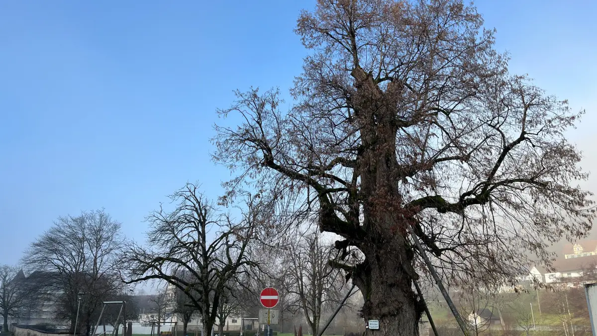 Die Winterlinde beim Glatter Wasserschloss ist ein Naturdenkmal. Jetzt soll sie gefällt werden.