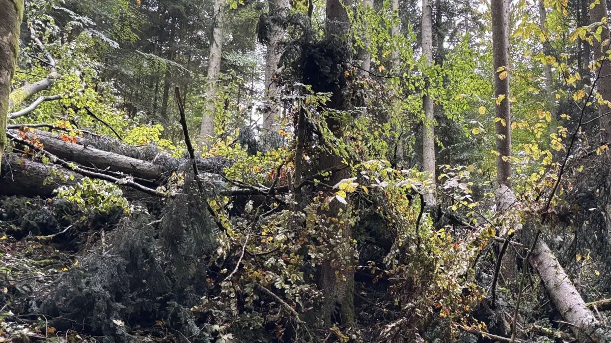 Die Bäume, die in der Brunnen und Oberen Ohrnklinge gefällt wurden, liegen kreuz und quer im Hang.