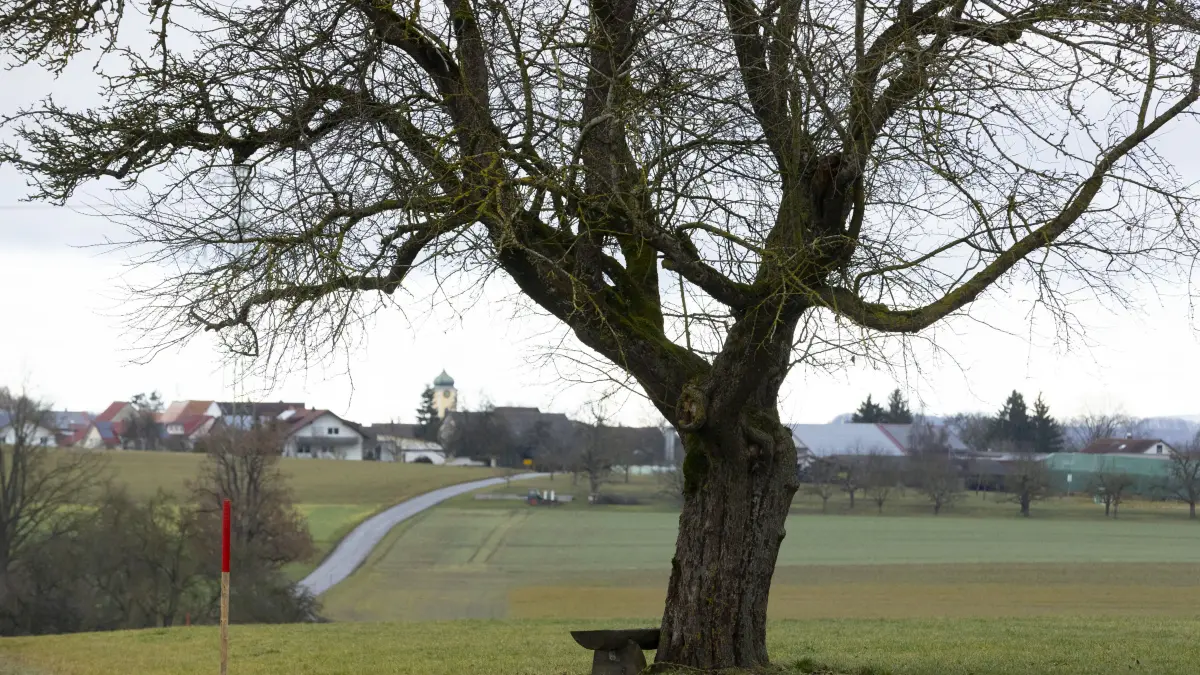 100-jähriger rheinischer Bohnapfel zwischen Türkheim und Oppingen, Baum