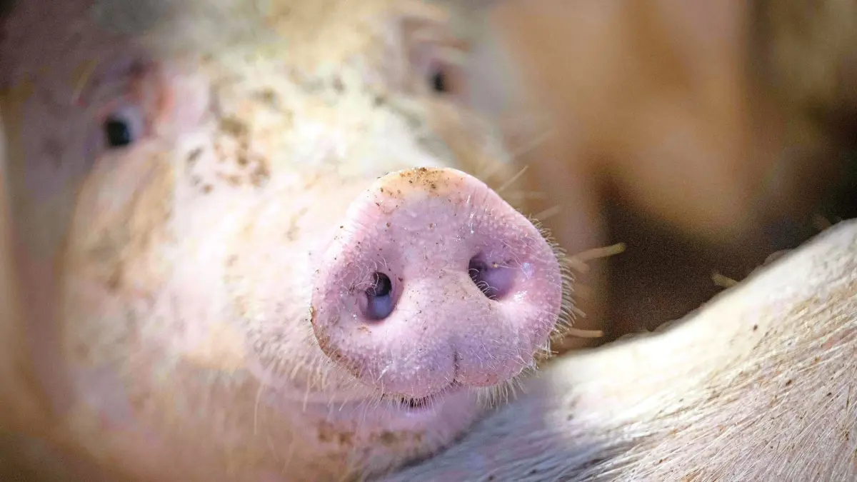 ARCHIV - 06.01.2023, Niedersachsen, Kirchlinteln: Ein Schwein schnüffelt in einem Mastbetrieb. (zu dpa: «Tierschutzbeauftragte: Schweinepest verursacht «echtes» Leid») Foto: Sina Schuldt/dpa +++ dpa-Bildfunk +++