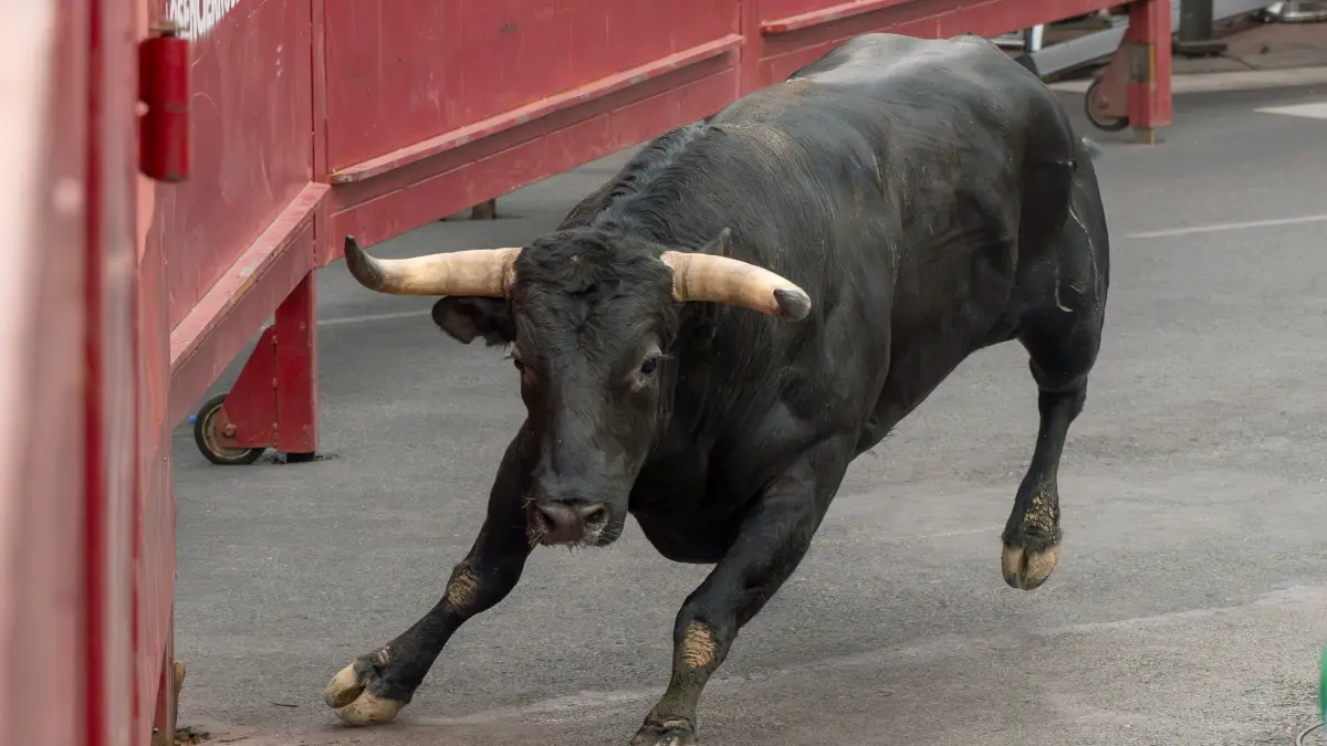 Hier gibt es das aktuelle Wochenhoroskop für das Sternzeichen Stier.