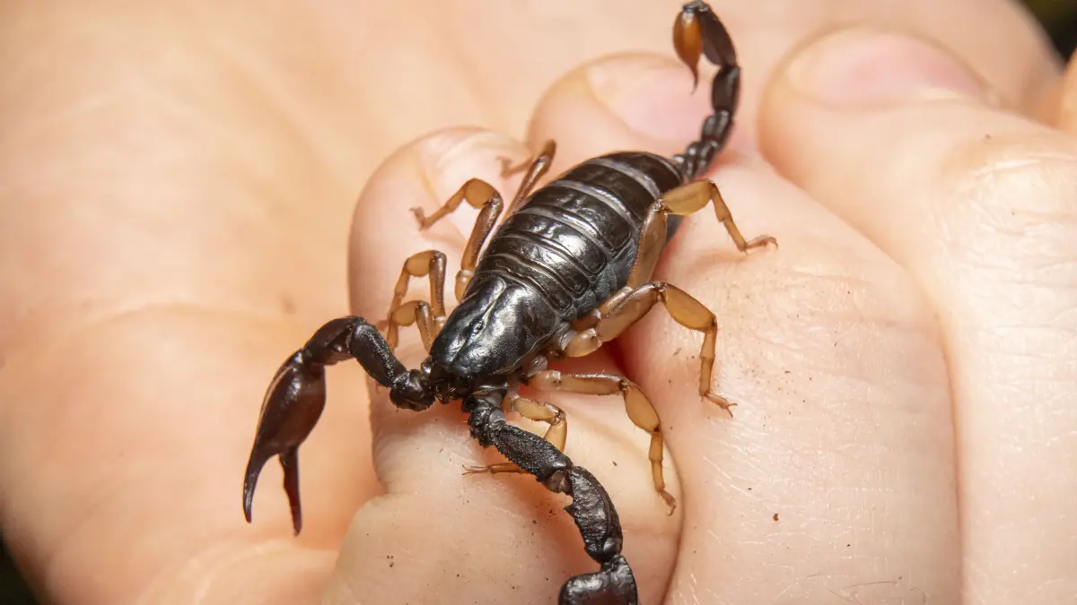 Hier gibt es das aktuelle Wochenhoroskop für das Sternzeichen Skorpion.
