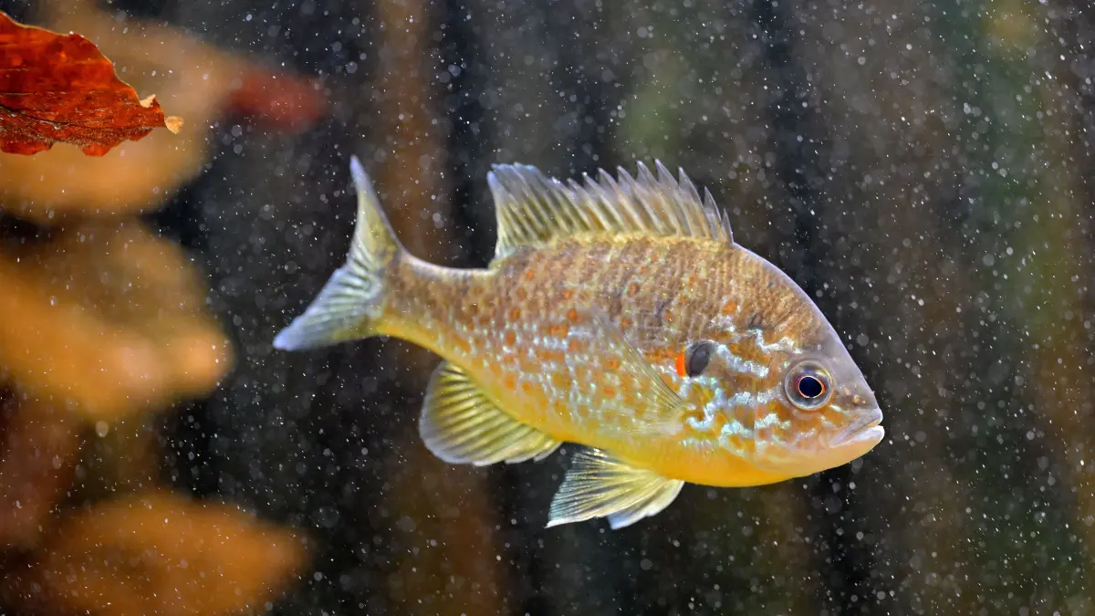 Hier gibt es das aktuelle Wochenhoroskop für das Sternzeichen Fische.