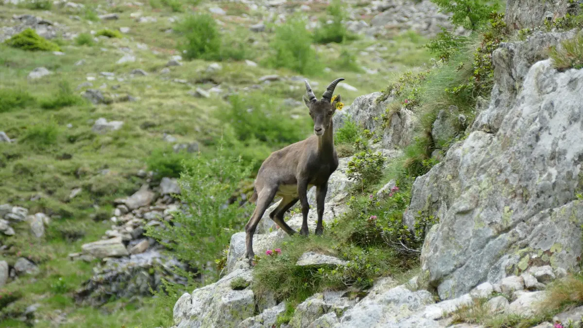Hier gibt es das aktuelle Wochenhoroskop für das Sternzeichen Steinbock.