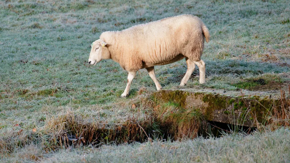 Wetter in Baden-Württemberg: 16.12.2025, Baden-Württemberg, Heiligkreuzsteinach: Ein Schaf geht über eine von Raureif bedeckte Wiese. Foto: Uwe Anspach/dpa +++ dpa-Bildfunk +++