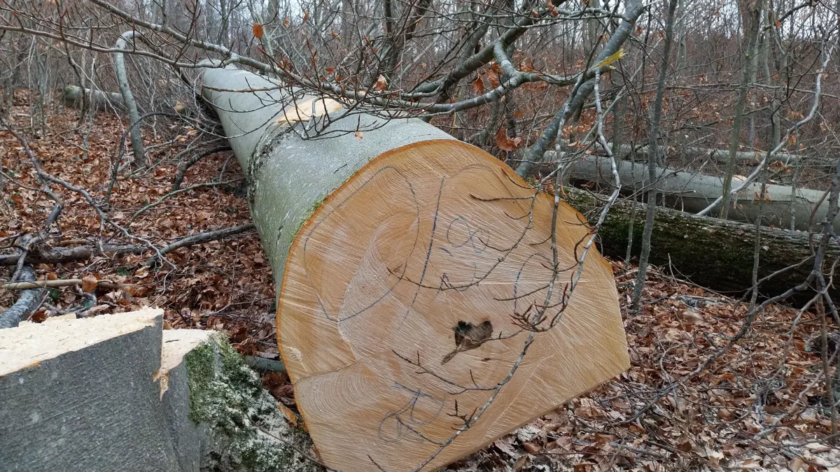 5200 Festmeter Holz will der Hechinger Stadtförster Jürgen Baumer 2026 im Stadtwald einschlagen lassen. Sein "fürstlicher" Försterkollege Martin Neumaier (für die Freien Wähler am Hechinger Ratstisch) würde gerne nochmal 1000 Festmeter drauflegen.