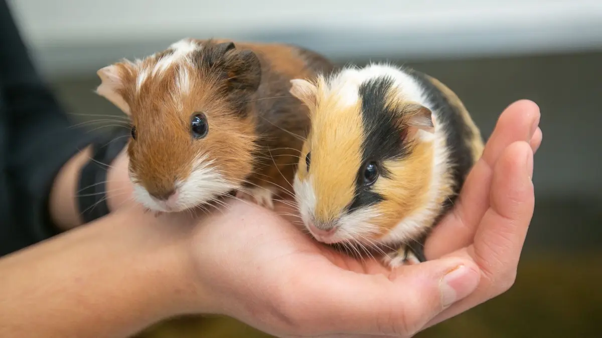 foto: roberto bulgrin
19. 10. 2022
Esslingen, Tierheim in schwierigen Zeiten mit Blick auf Finanzen, Fundtiere, Vermittlungen und Energie , Praktikantin Lea Renner (links) und Tierpflegerin Dilay Aras mit Meerschweinchen