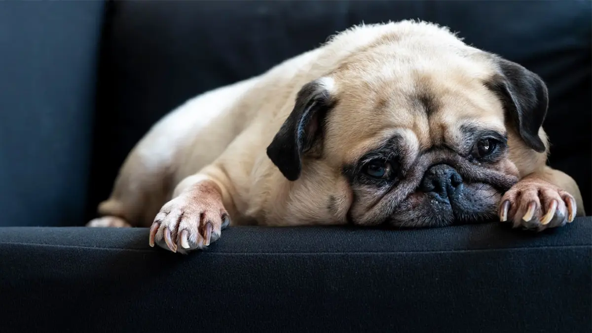Träger Mops auf dem Sofa