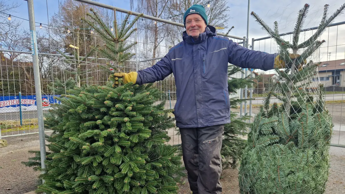 Der eine Baum ist schon fertig verpackt, der andere ist noch zu haben: Karl Moser versucht, am letzten Verkaufstag alle Christbäume veräußern zu können.