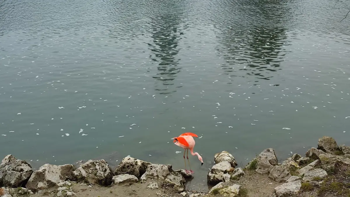 Flamingo in Ulm im Dezember 2025