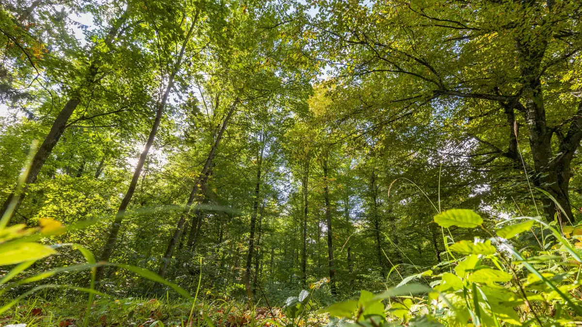 Wald bei Türkheim
