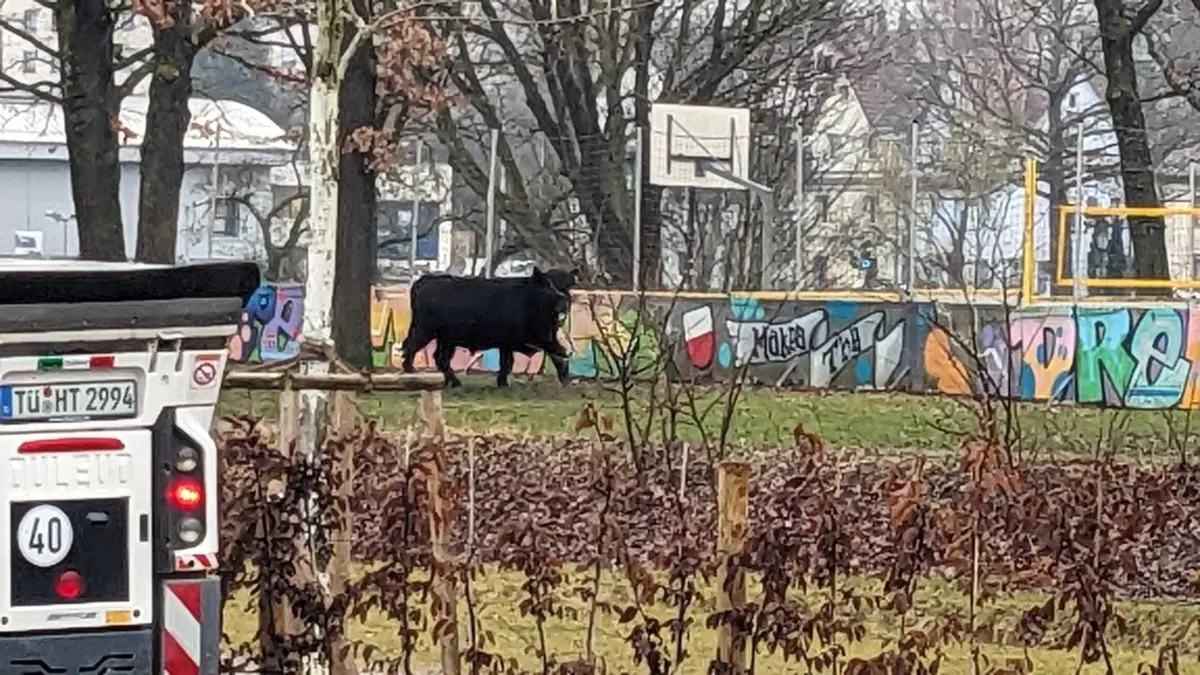 freilaufender Bulle im Schänzle: freilaufender Bulle im Schänzle