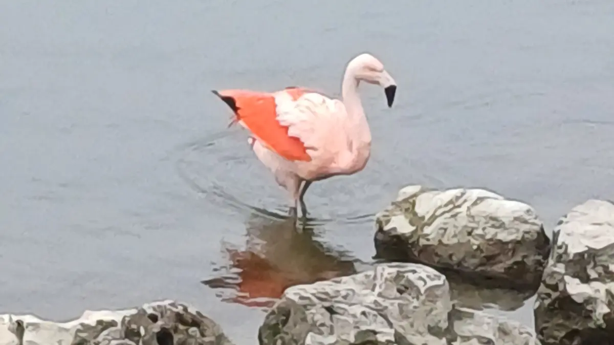 Flamingo in Ulm im Dezember 2025