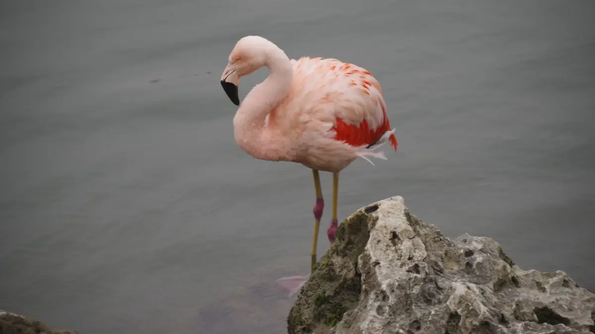 Flamingo in Ulm im Dezember 2025