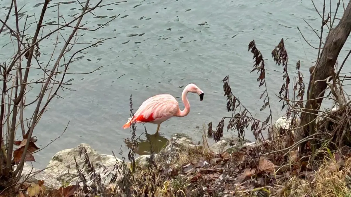 Flamingo in Ulm im Dezember 2025