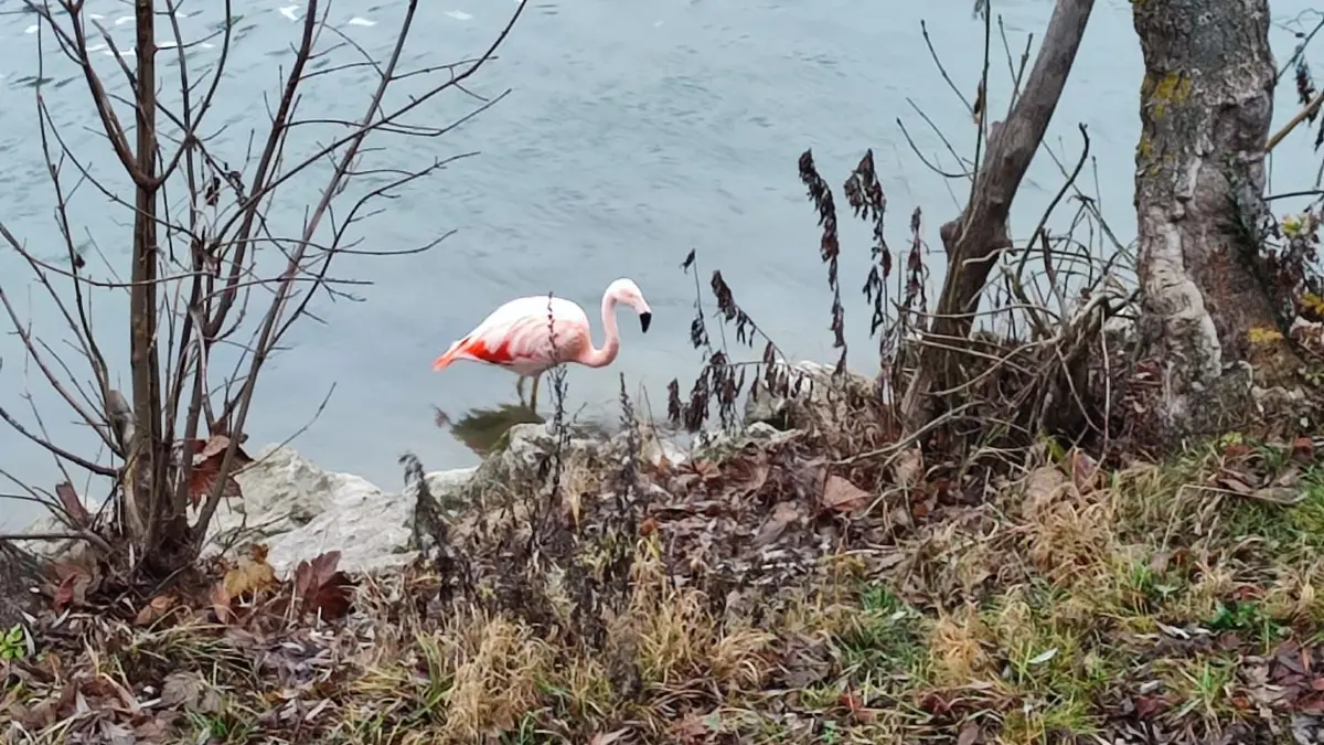 Flamingo in Ulm im Dezember 2025