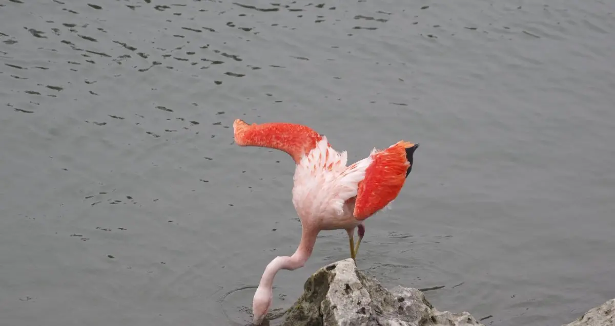 Flamingo in Ulm im Dezember 2025