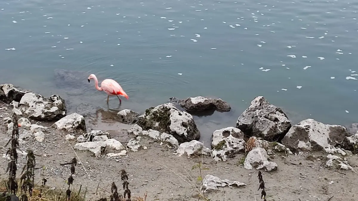 Flamingo in Ulm im Dezember 2025