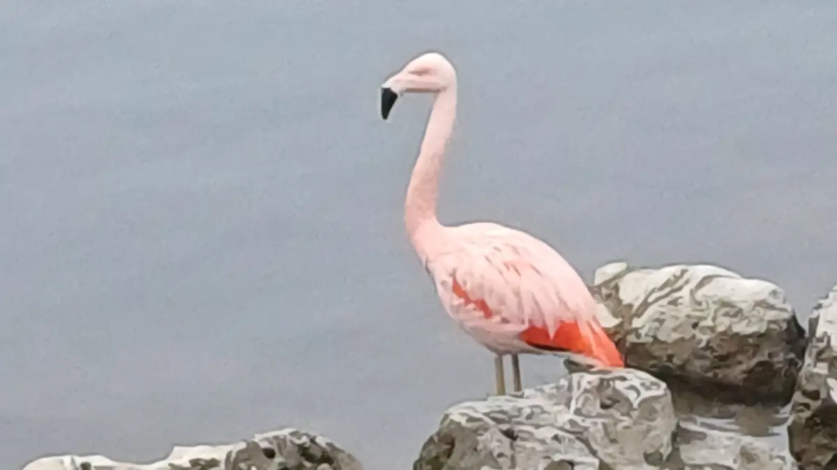 Flamingo in Ulm im Dezember 2025