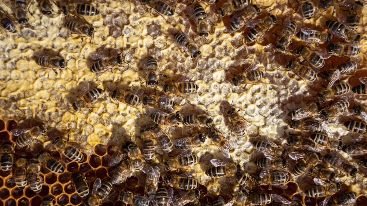 ARCHIV - 04.04.2022, Saarland, Saarbrücken: Bienen sitzen auf einem Bienenrahmen. Mehr als jedes fünfte Bienenvolk hat den Winter 2021/22 in Deutschland einer Umfrage zufolge nicht überlebt. (zu dpa «Hartes Jahr für die Bienen - Imker berichten von hohen Verlusten») Foto: Oliver Dietze/dpa +++ dpa-Bildfunk +++