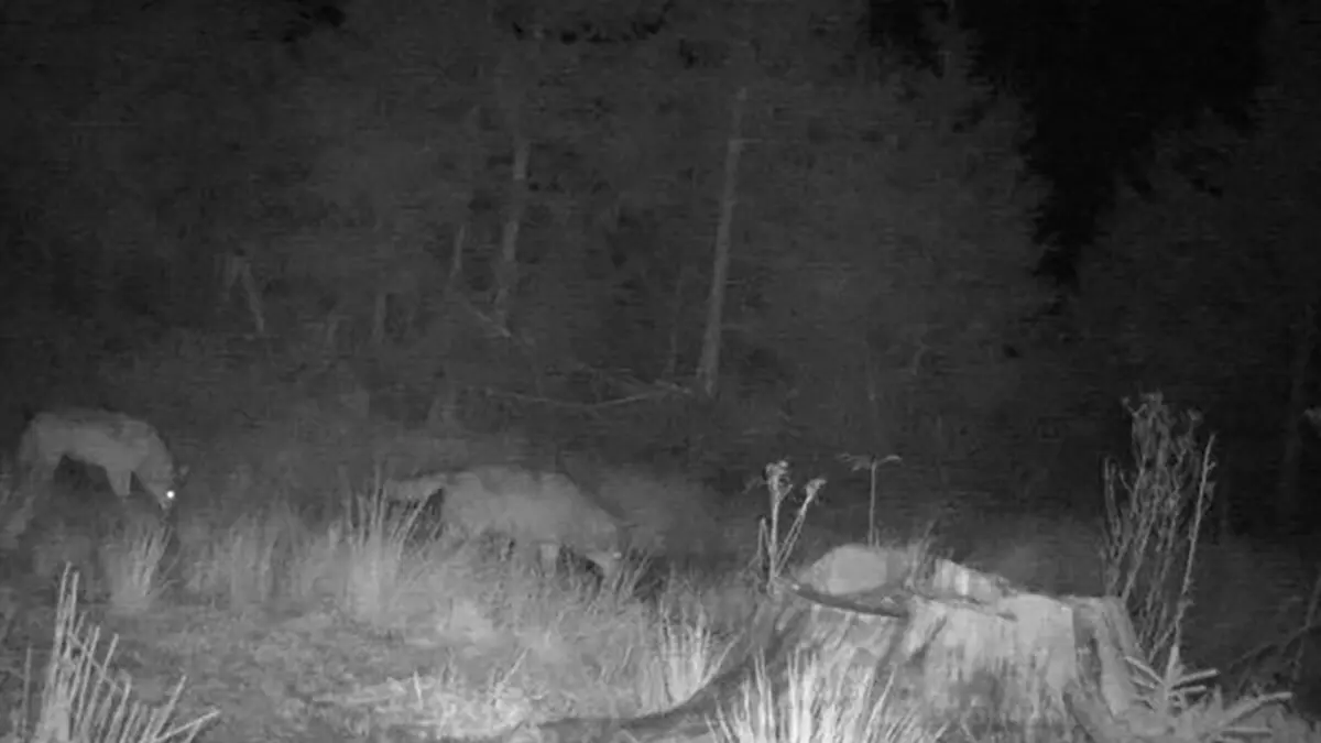 Zwei Wölfe gemeinsam auf einem Foto einer Wildkamera