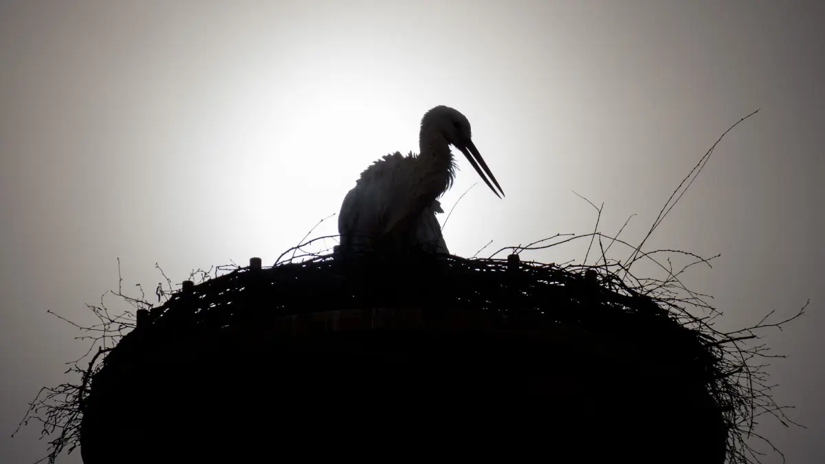 Weißstorch - Bilanz Vogelschutzwarte: ARCHIV - 02.03.2016, Thüringen, Gerstungen: Ein Weißstorch (Ciconia ciconia) in seinem Nest. (zu dpa: «Maulwurf tötet Storch: Fälle der Vogelschutzwarte») Foto: Candy Welz/dpa-Zentralbild/dpa +++ dpa-Bildfunk +++