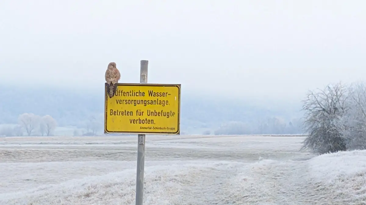 Dieser Kerl überwachte gestern (28. Dezember) das Betretungverbot auf den Feldern zwischen Rottenburg und Kiebingen.