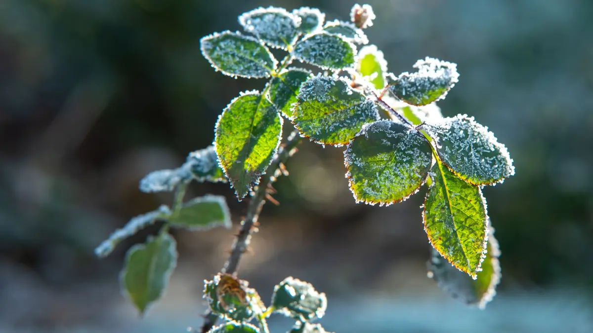 Schmuck Winter Kälte Frost Reif Rose