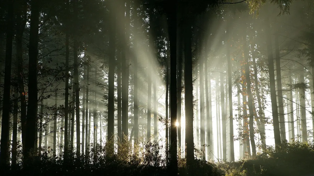 (ohne Überschrift): Vorsicht: Dieses Foto ist möglicherweise nur für den einstigen Verlag Schwäbisches Tagblatt verwendbar. Lichtstrahlen Wald Horb 28.10.2022.Bild: Karl-Heinz Kuball
