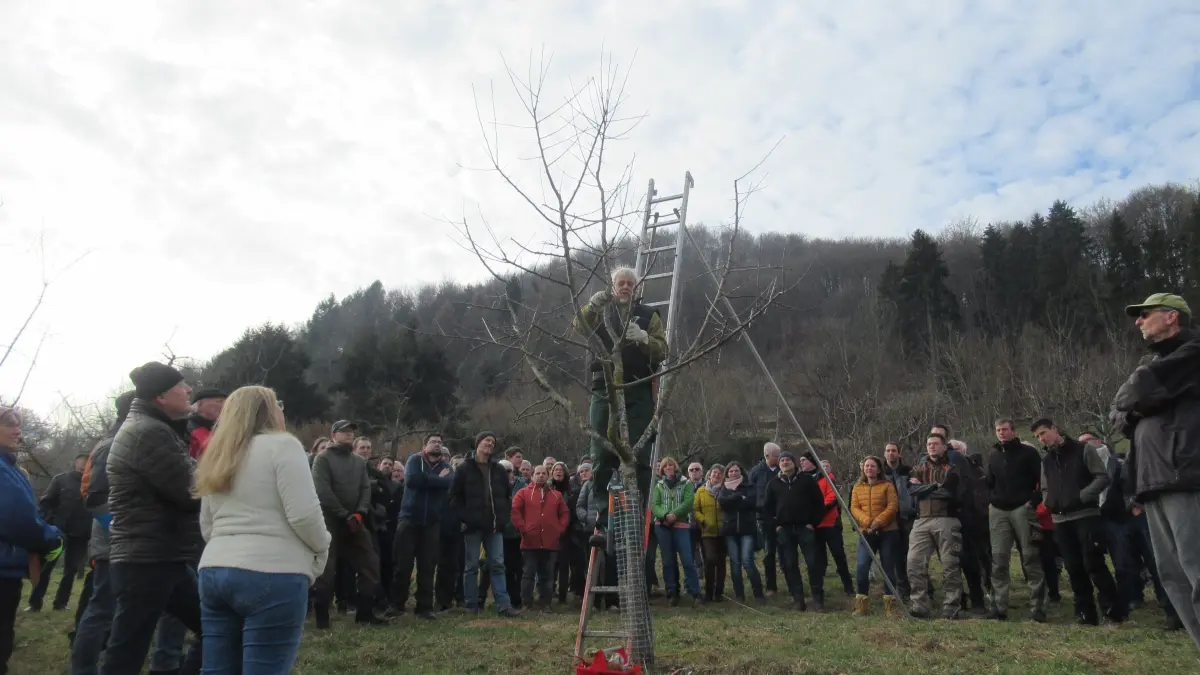 Die Schnittkurse des OGV Bad Urach sind immer sehr beliebt. Ein erster findet bereits Ende Januar statt.