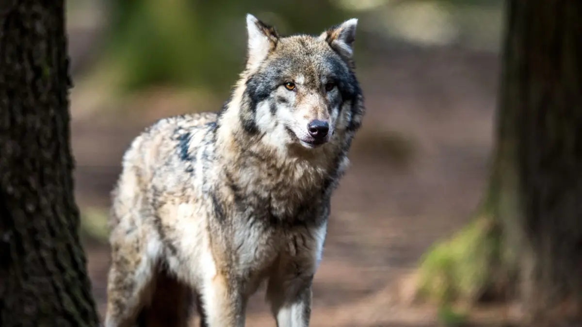 Wolf: ARCHIV - 27.02.2017, Bayern, Poing: Ein Wolf (Canis lupus) steht in einem Wildpark in seinem Gehege. (zu dpa: «Herdenschutz bleibt im Umgang mit dem Wolf wichtiges Ziel») Foto: Alexander Heinl/dpa +++ dpa-Bildfunk +++