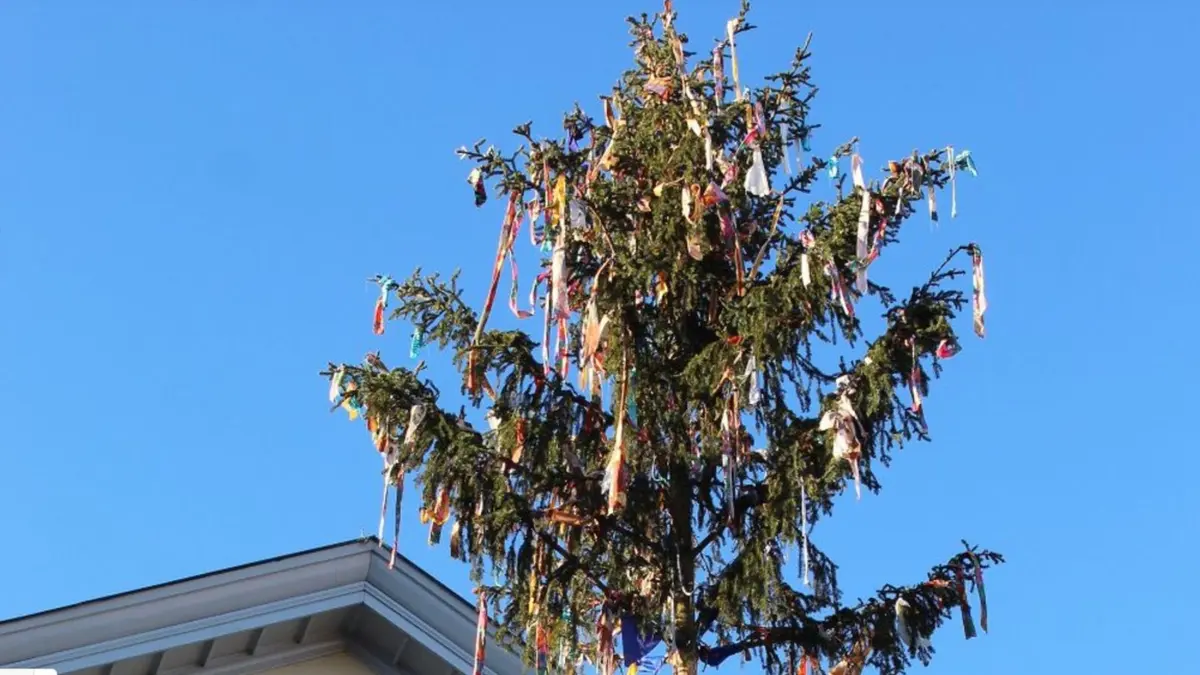Traditionell werden am 6. Januar viele Narrenbäume aufgestellt. Auch in der Eyachstadt wachsen an Dreikönig die ersten in den Himmel. Weitere folgen in den kommenden Tagen.