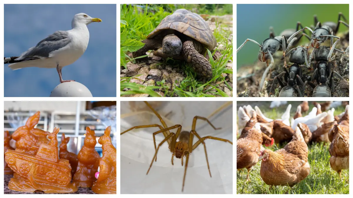 2026 ging es in den Tagessprüchen des Schwäbischen Tagblatts oft um Tiere.