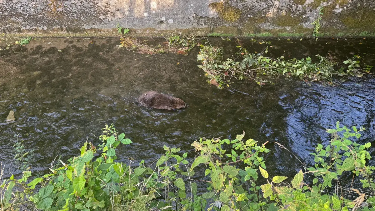 Der Biber im Talbach in Mühlen.