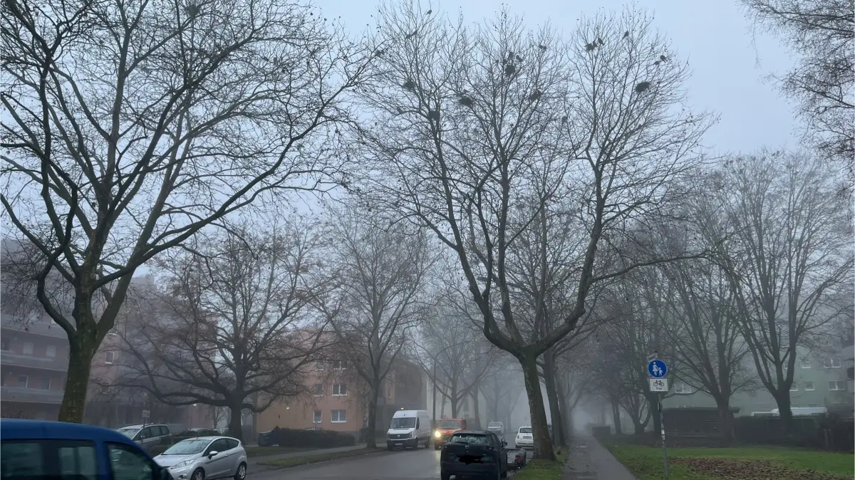 Besonders die Anlieger in der Schwabenstraße in Neu-Ulm/Offenhausen sind von der Krähen-Population betroffen. Nun soll dagegen etwas unternommen werden.