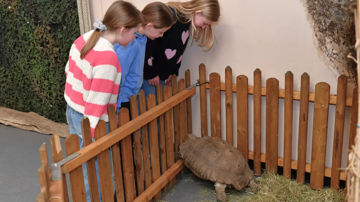 Ein Magnet bei der Kleintierausstellung in Allmendingen waren erneut die Schildkröten vom Neu-Ulmer Reptilienzoo.