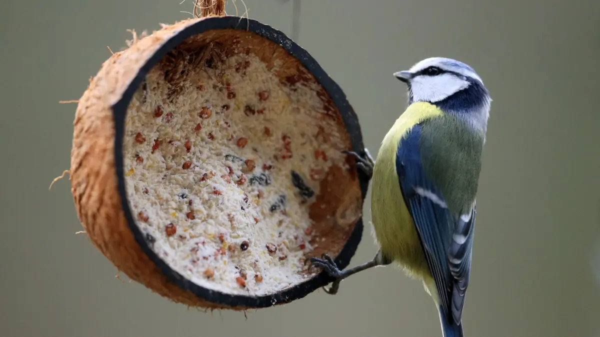Eine Blaumeise hält sich an einer mit Vogelfutter gefüllten Kokosnuss fest.