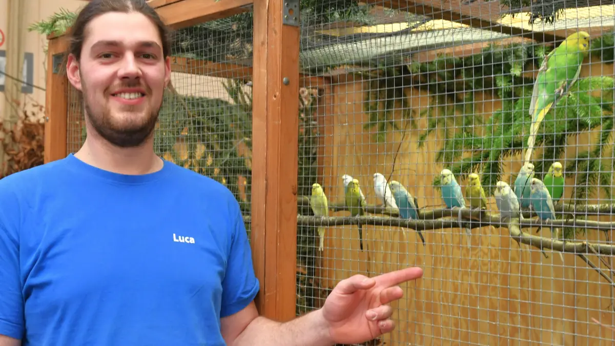Luca Götz, Ausstellungsleiter Geflügel, präsentiert seine Wellensittiche. Der 25-Jährige hat bei der Allmendinger Kleintierausstellung auch noch Nymphensittiche und Zebrafinken ausgestellt.