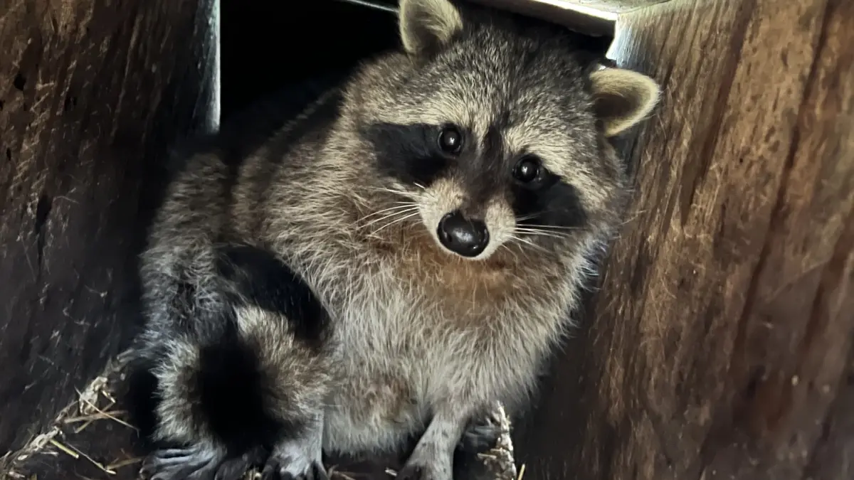 Waschbär in der Falle, Jäger, Stadtjäger, Wildtiere