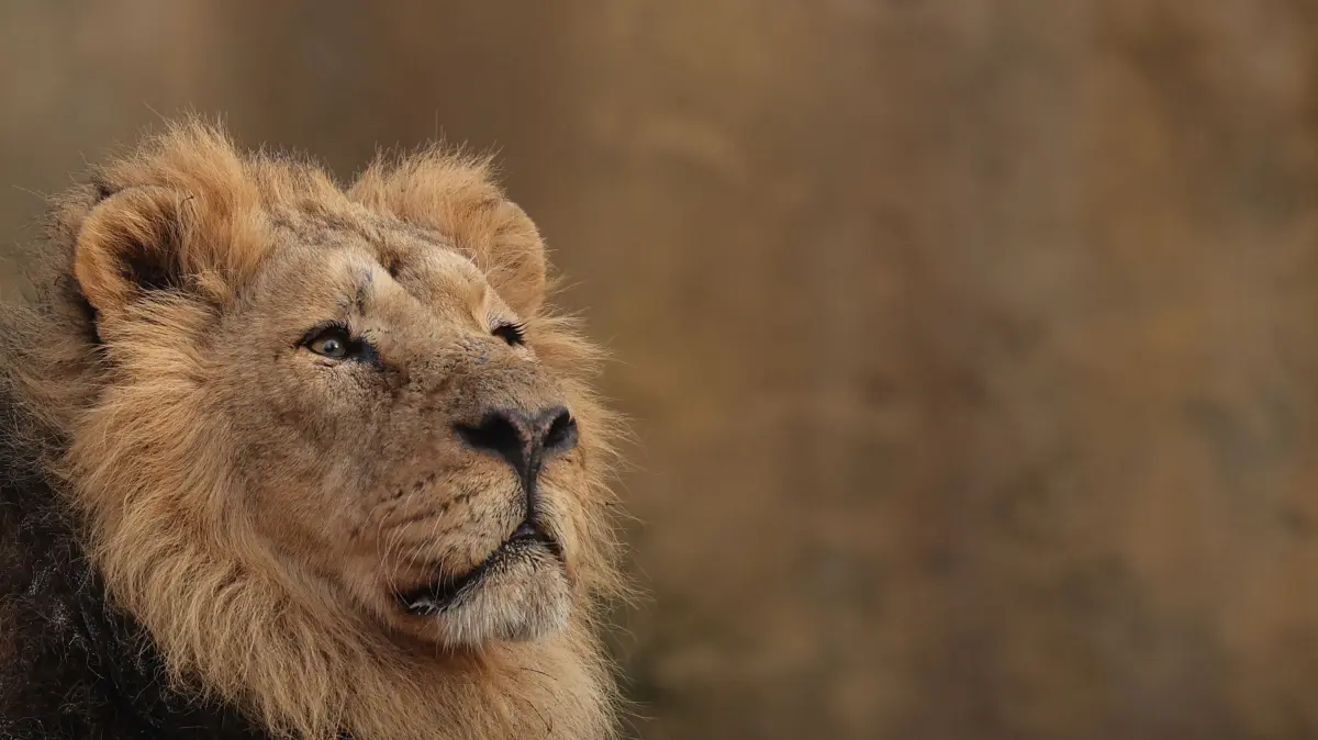 A lion is pictured during a photocall for the annual stocktake at ZSL London Zoo in central London on January 6, 2026. (Photo by Adrian Dennis / AFP)