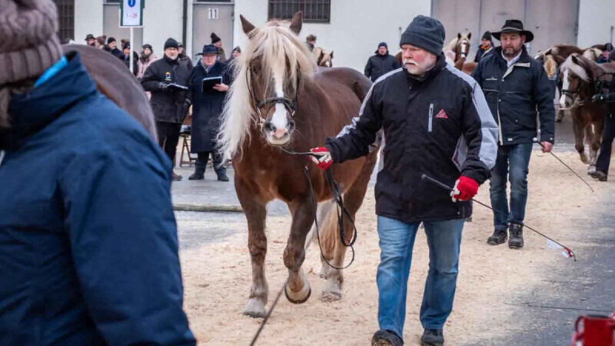 Der Auftrieb von Pferden ist auch dieses Jahr wieder am Kalten Markt in Ellwangen zu sehen.