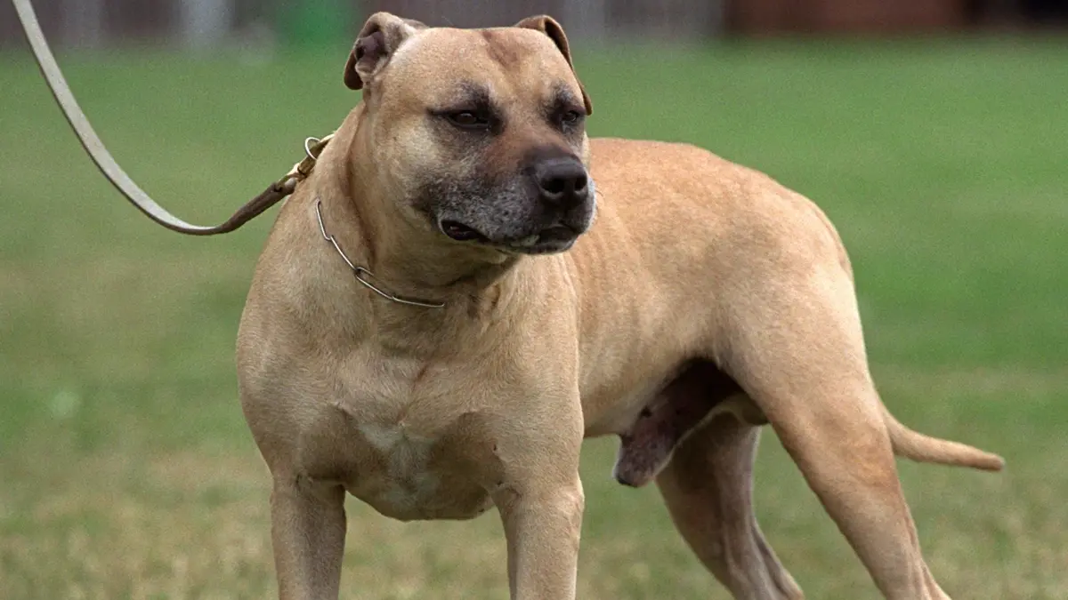 Der American Staffordshire Terrier ist als Kampfhund eingestuft. Für ihn gilt in Crailsheim ein höherer Steuersatz.
