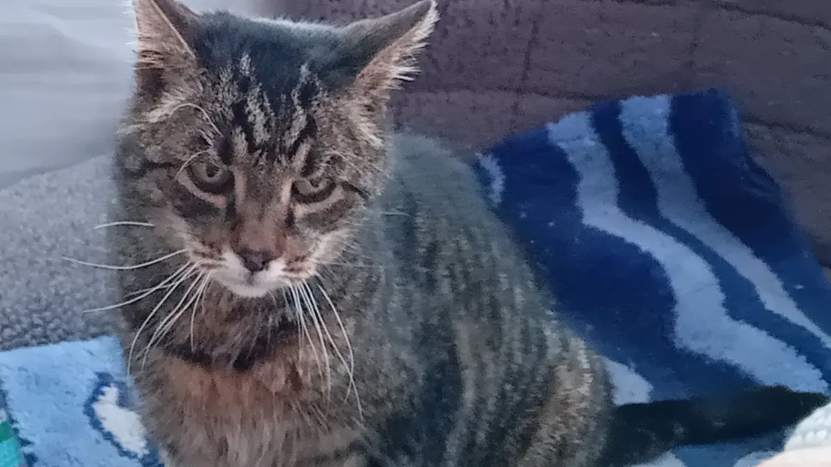 Katze Nathalie