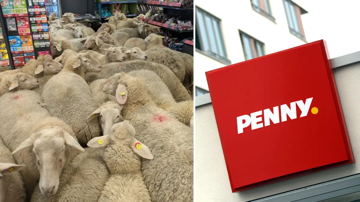 Schafe stürmen Penny-Markt in Bayern und erschrecken Angestellte und Kunden.