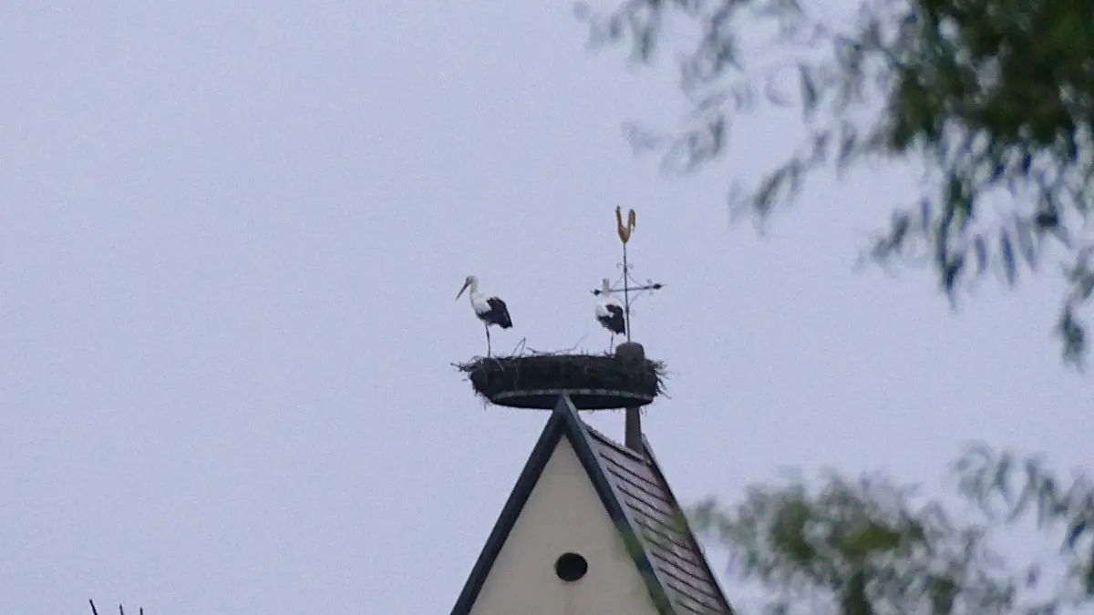 Die Störche auf dem Mühlheimer Kirchturm haben das Weite gesucht. Denn trotz Böllerverbot gab es in der Silvesternacht Feuerwerk in unmittelbarer Nähe.